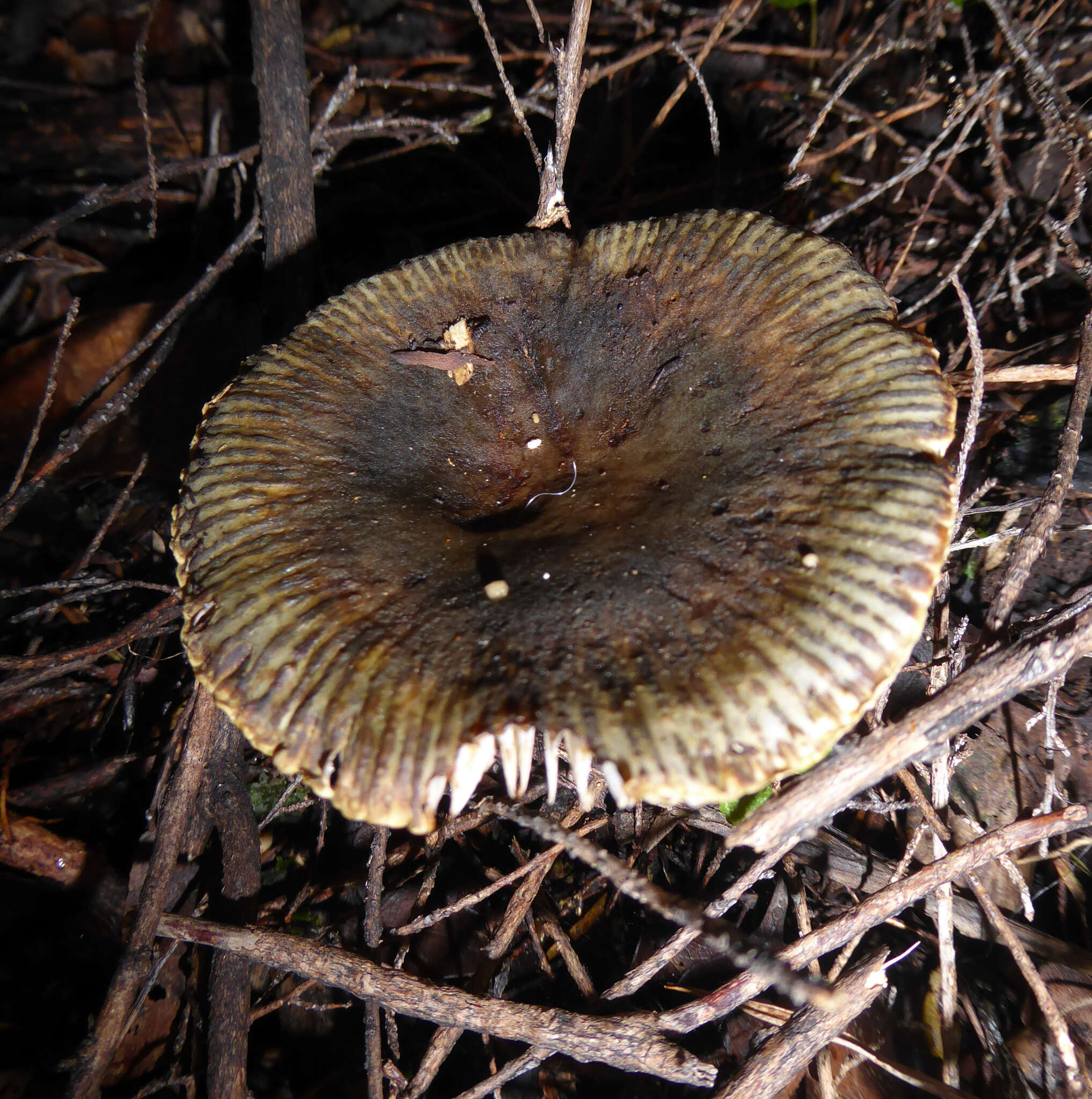 Image of Russula novae-zelandiae McNabb 1973