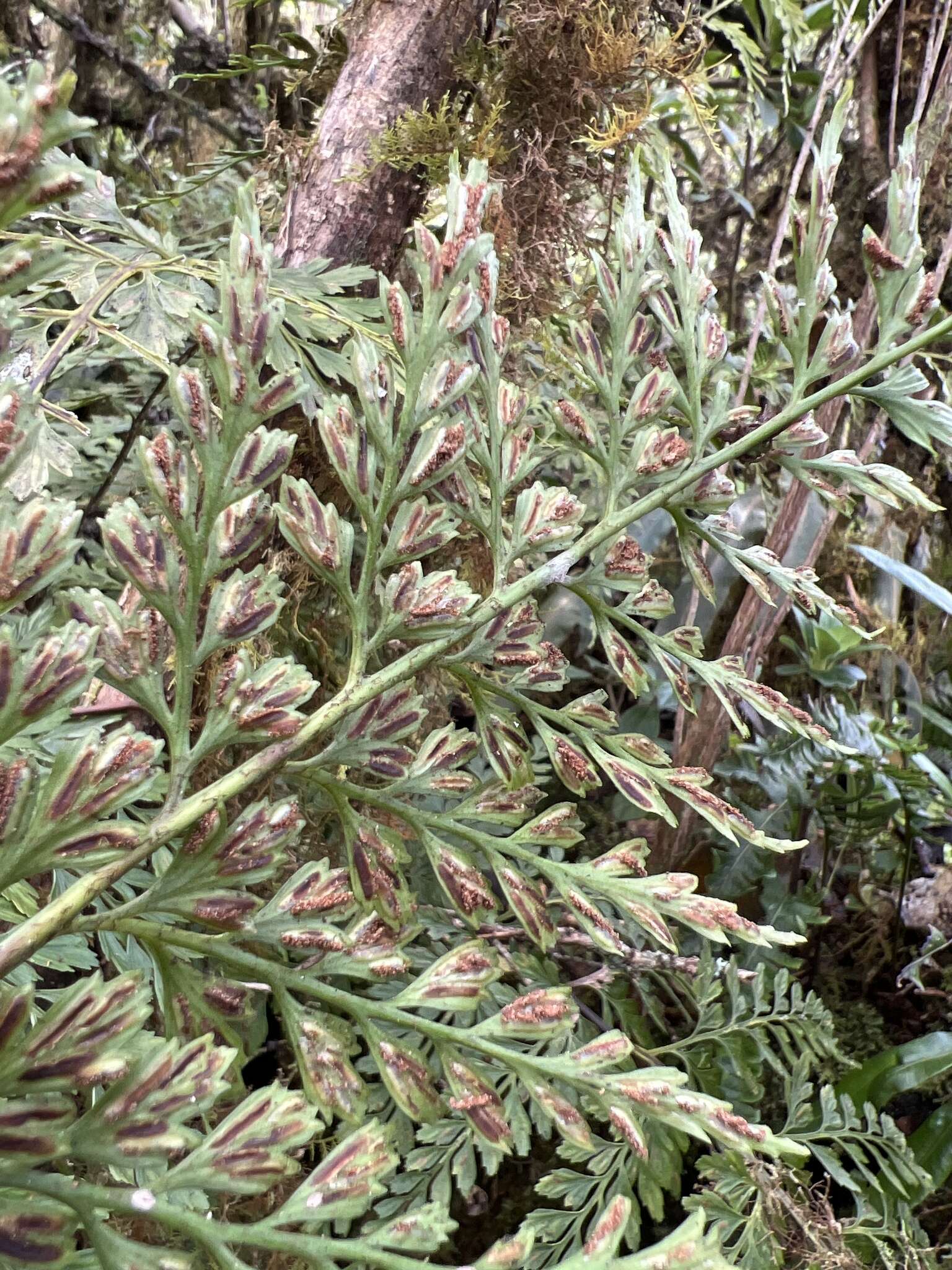 Image de Asplenium sphenotomum Hillebr.