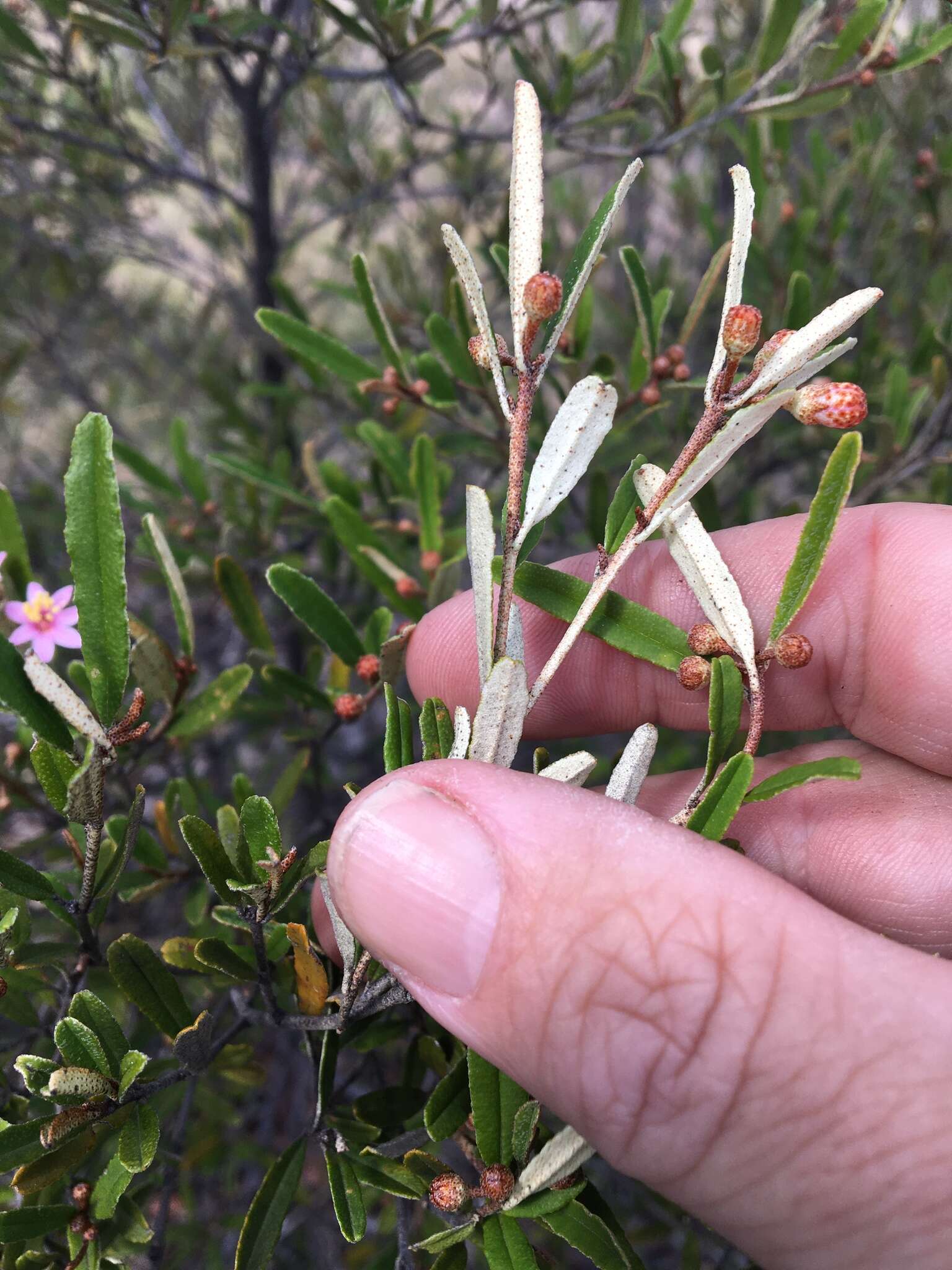 Image of Phebalium nottii (F. Müll.) F. M. Bailey