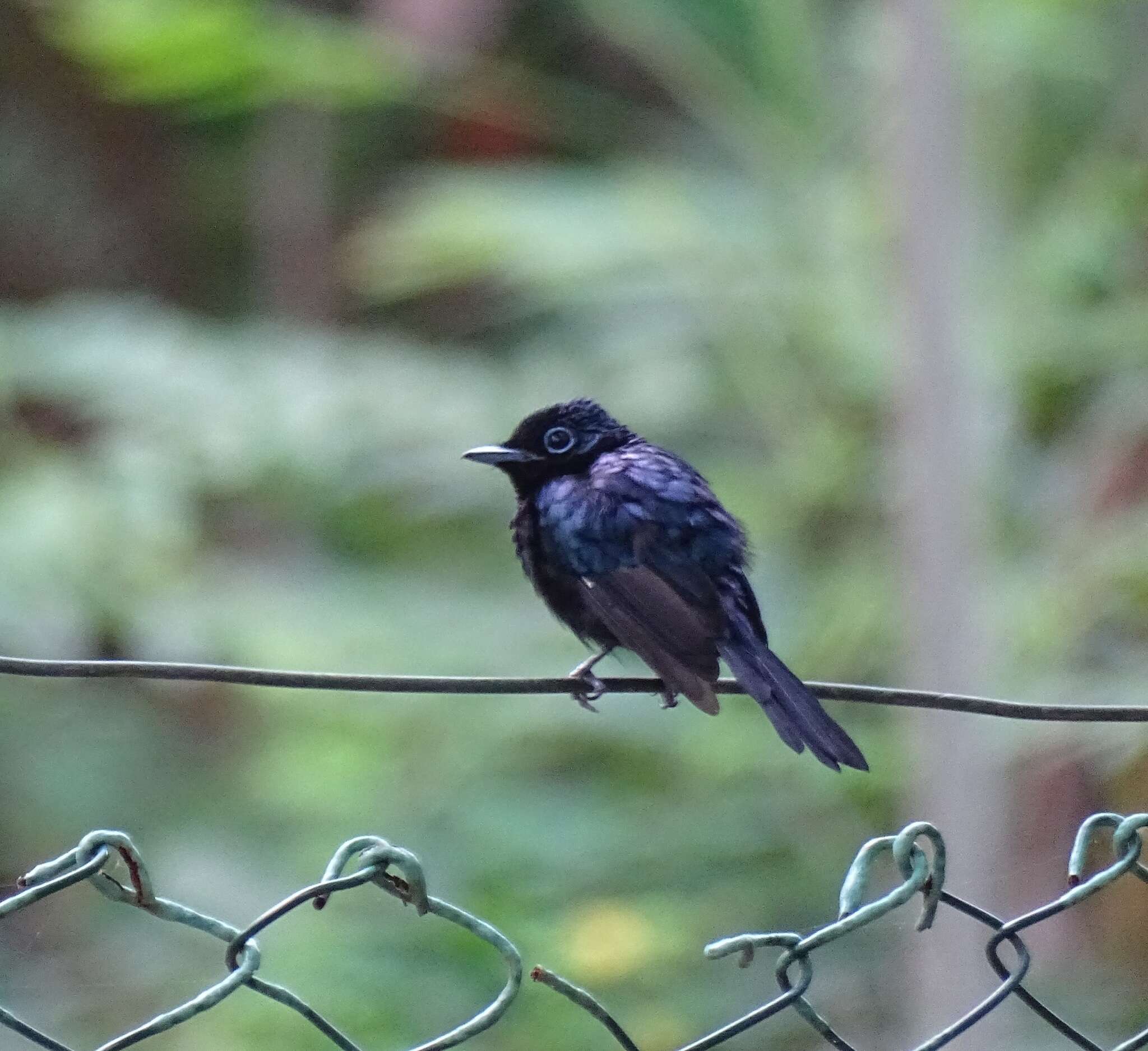 Image of Sao Tome Paradise Flycatcher