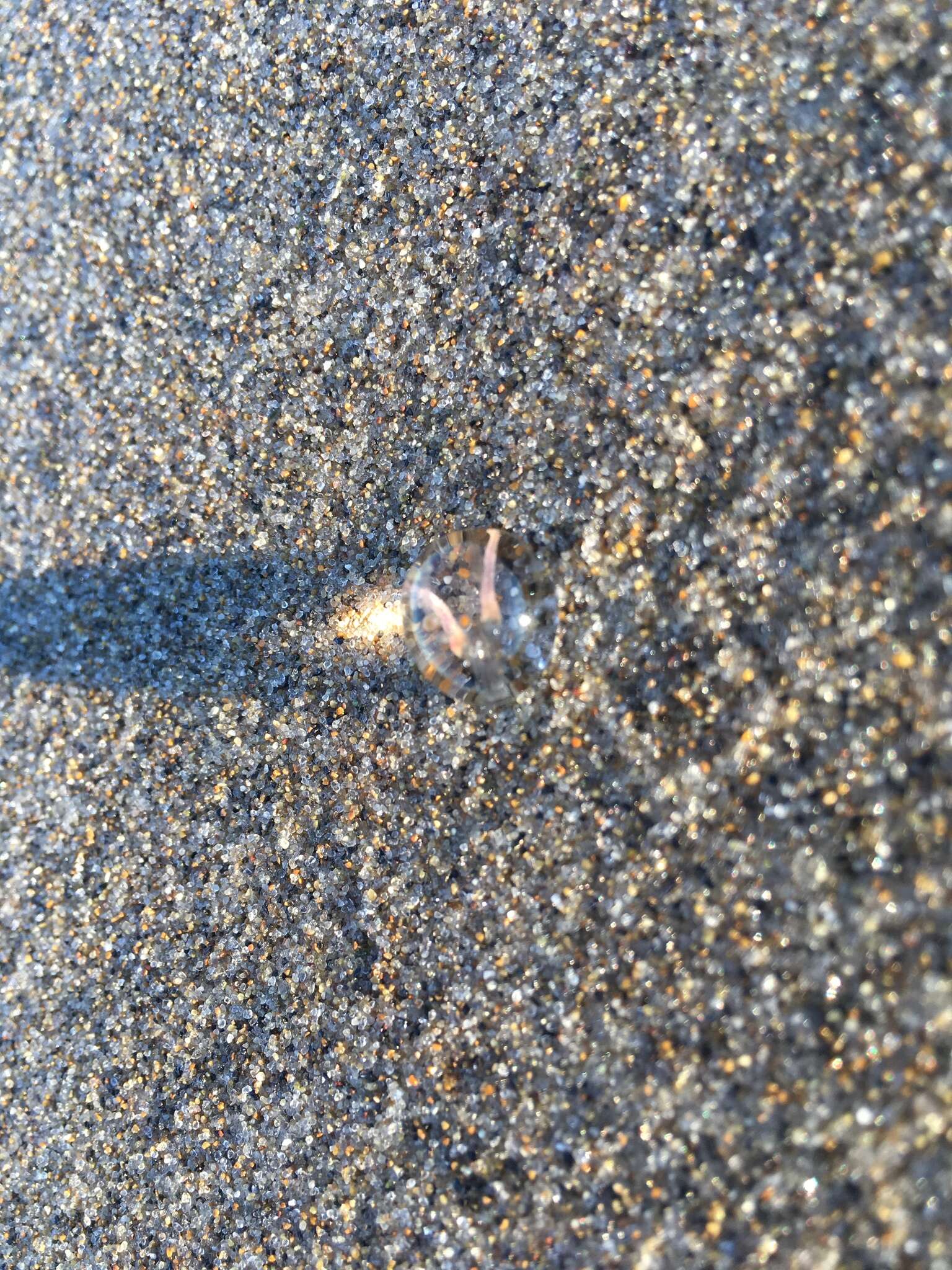 Image of Pacific sea gooseberry