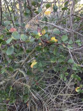 Image of smooth mountain mahogany