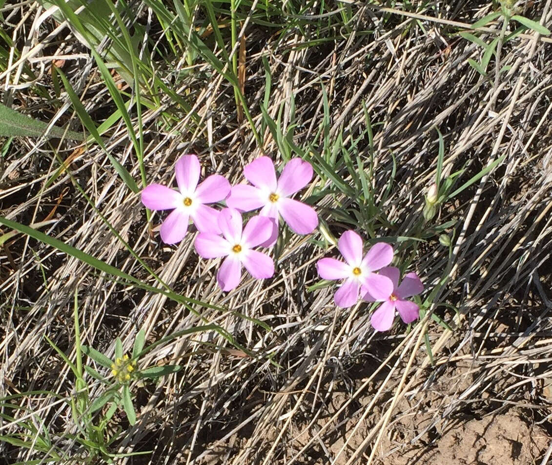 Image of longleaf phlox