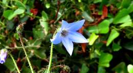 صورة Borago pygmaea (DC.) Chater & Greuter