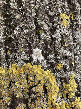 Image of diploicia lichen