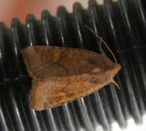 Image of American Ear Moth