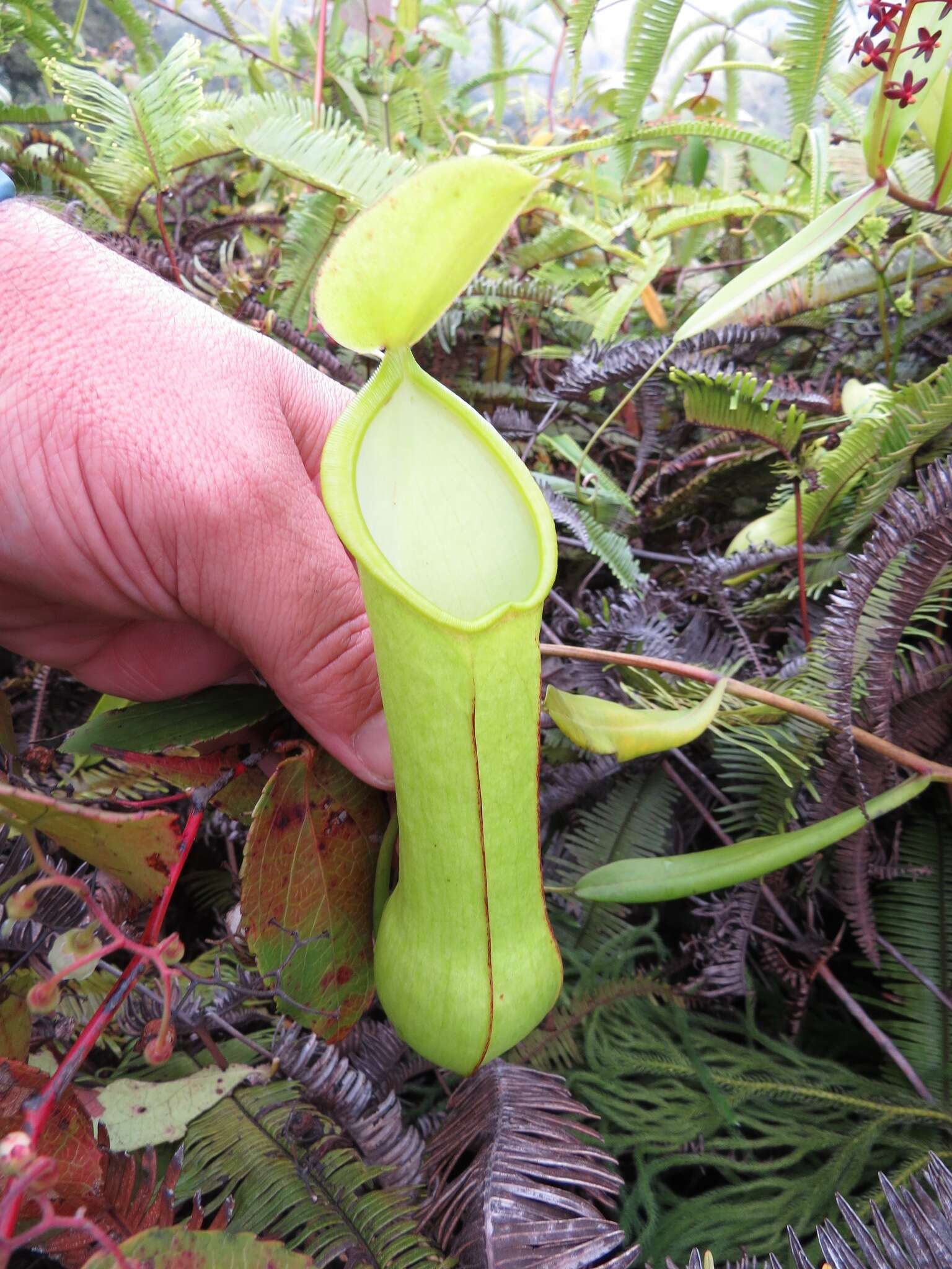 Image of Nepenthes tobaica Danser