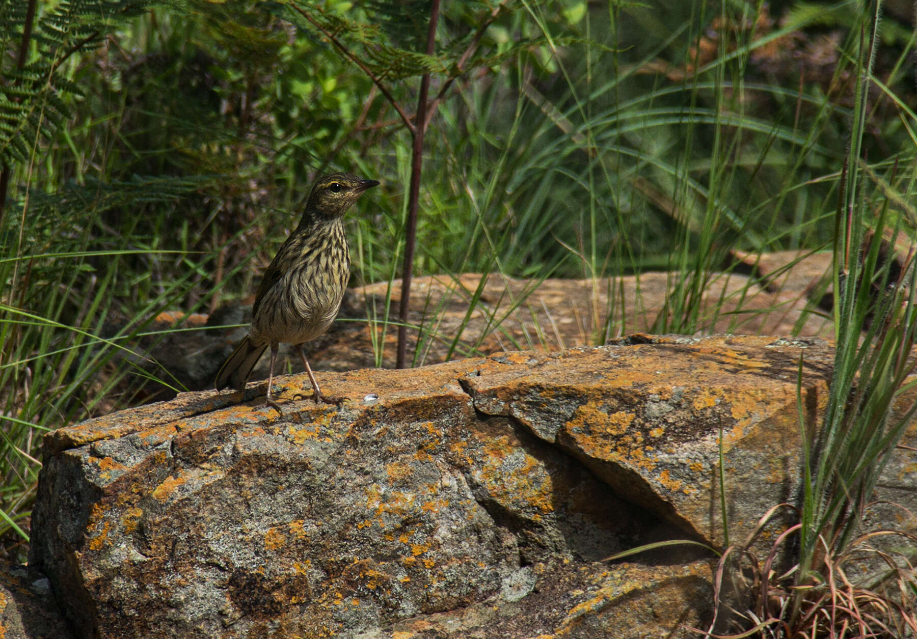 Image of Striped Pipit