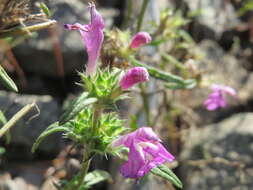 Imagem de Galeopsis angustifolia Ehrh. ex Hoffm.