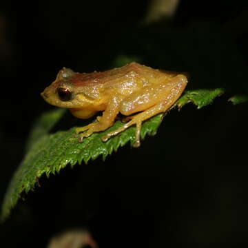 Image de Pristimantis boulengeri (Lynch 1981)