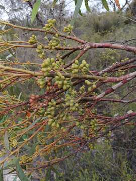 Image of Eucalyptus buprestium F. Müll.