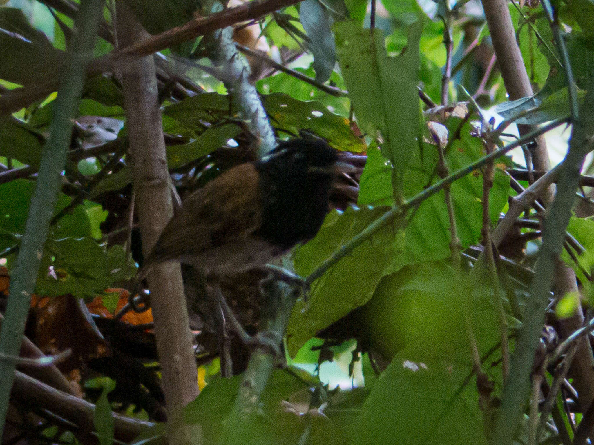Image of Hooded Gnateater