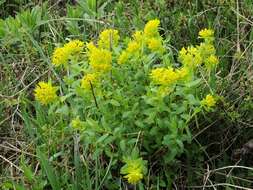 Image of Euphorbia talastavica (Prokh.) Prokh.