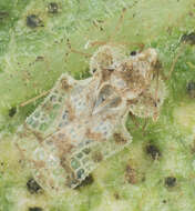 Image of Morrill lace bug