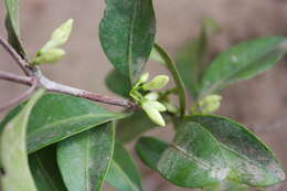 Image de Coffea mangoroensis Portères