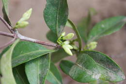 صورة Coffea mangoroensis Portères