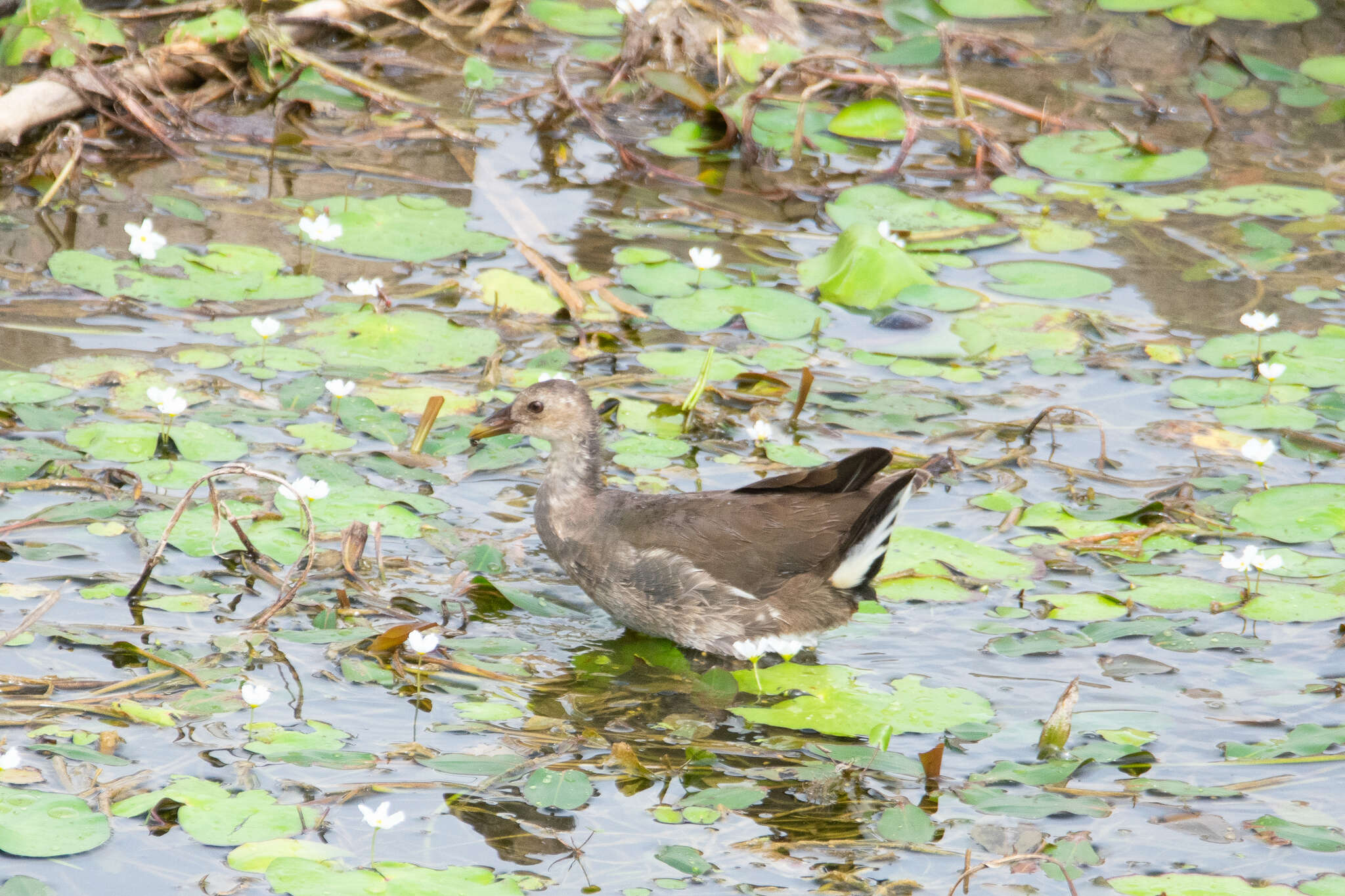 Image of Brown Crake