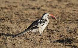 Image of Northern Red-billed Hornbill