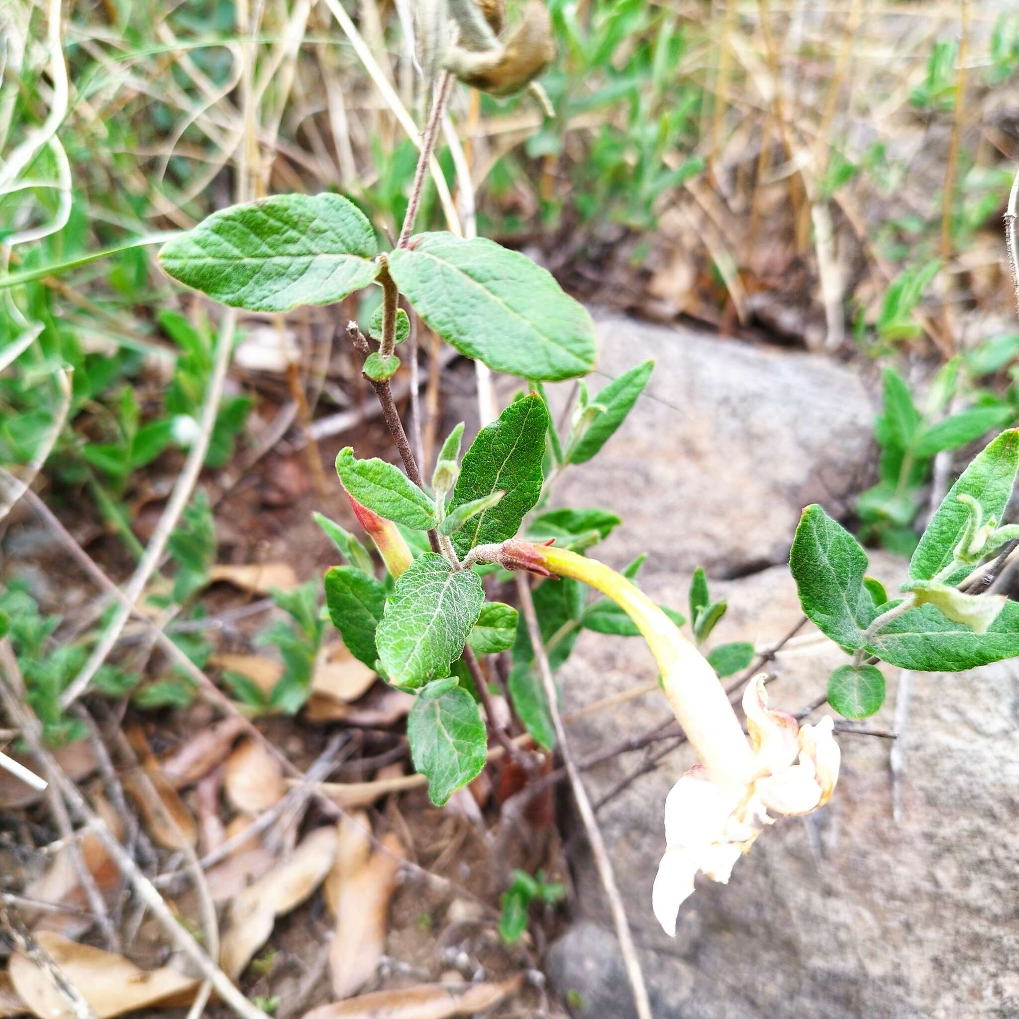 Plancia ëd Mandevilla oaxacensis (Henrickson) L. O. Alvarado & J. F. Morales