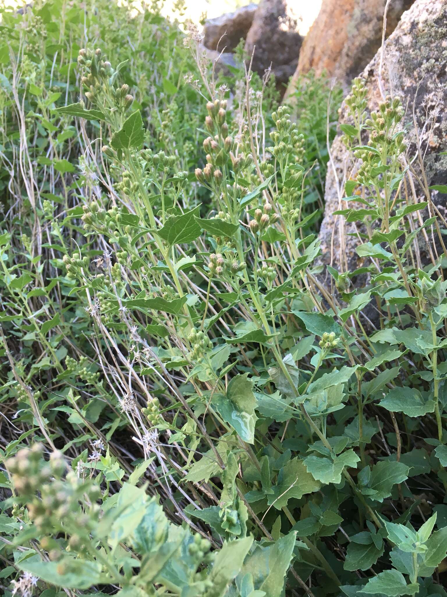 Image of western snakeroot