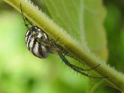 Image of Lined Orbweaver