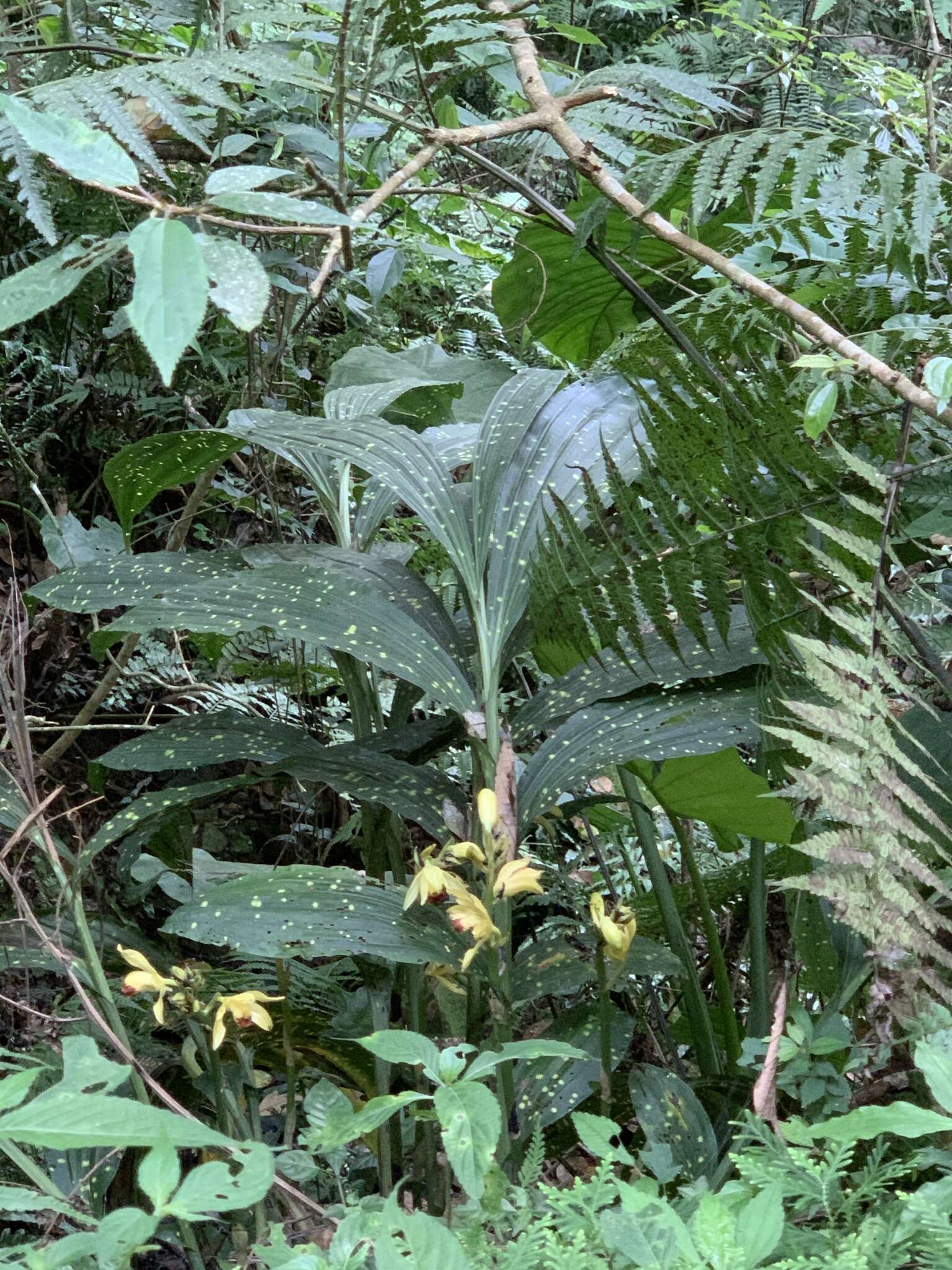 Image of Phaius flavus (Blume) Lindl.