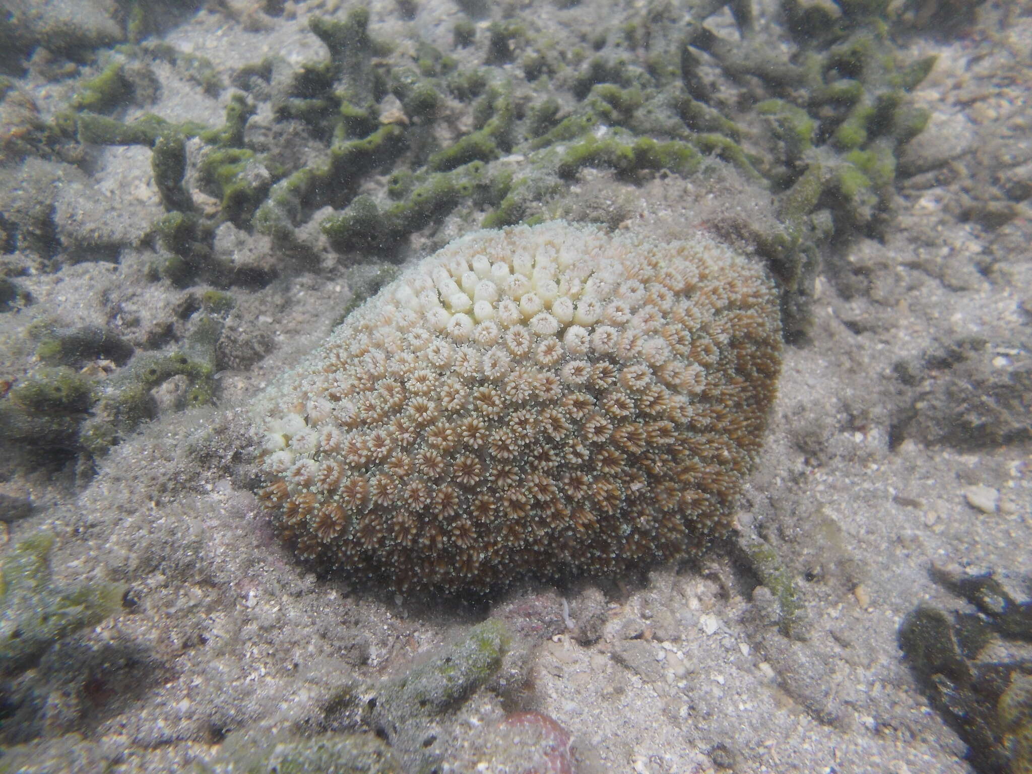 Image of Fluorescence grass coral