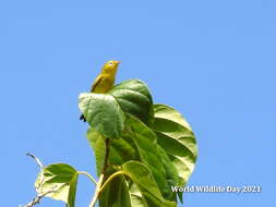 Image of Wakatobi White-eye