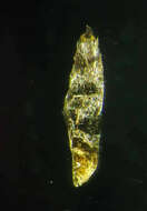 Image de Eriocaulon breviscapum Körn.