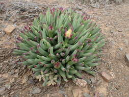 Image of Cylindrophyllum calamiforme (L.) Schwant.