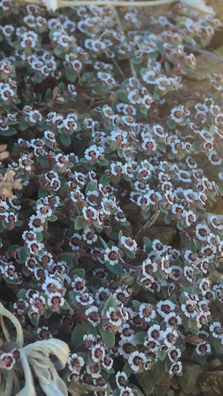 Imagem de Euphorbia melanadenia Torr. & A. Gray