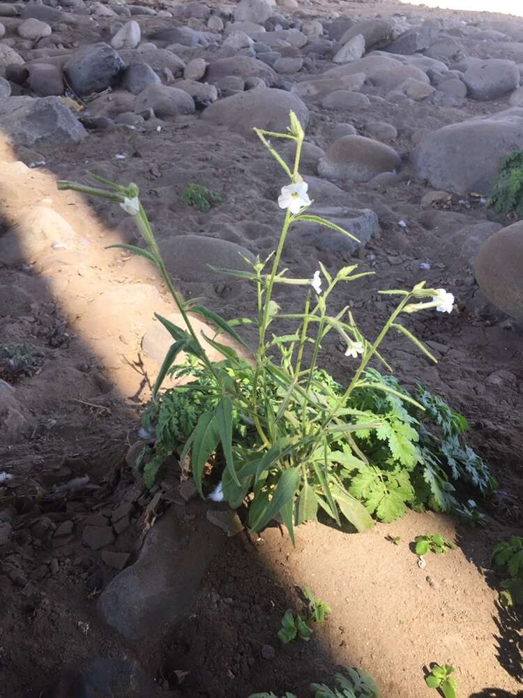 Image of manyflower tobacco