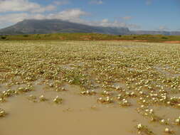 Image of Oxalis dines Ornduff