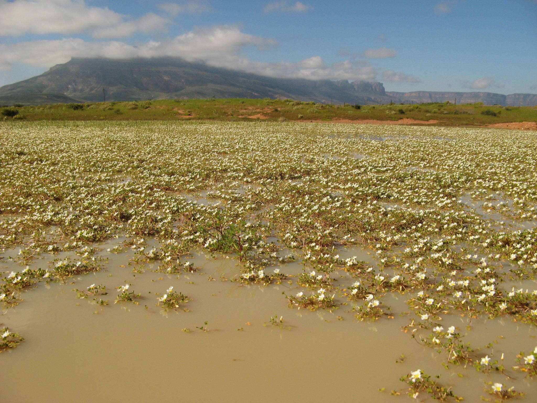 Image of Oxalis dines Ornduff