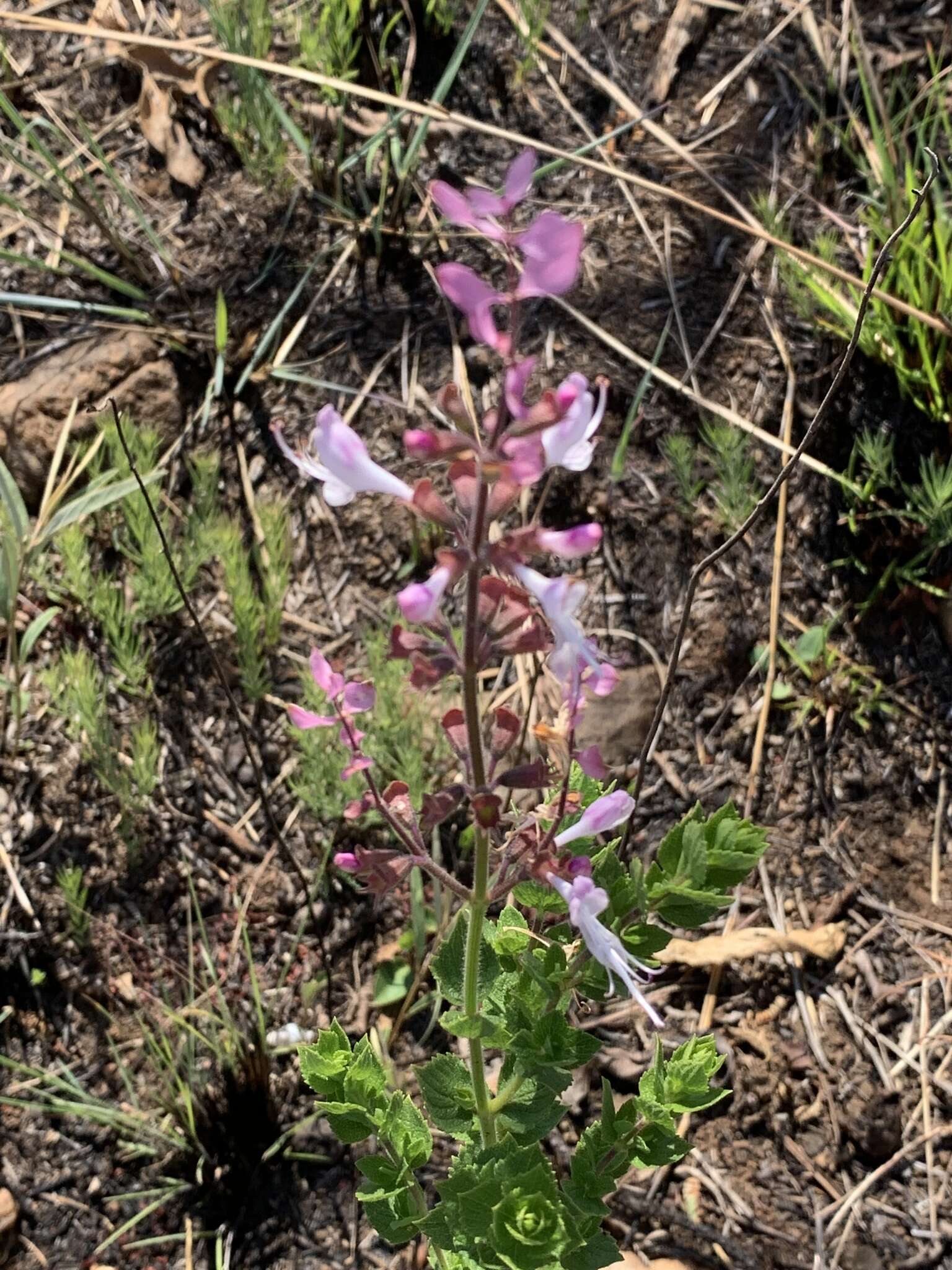 Image de Syncolostemon transvaalensis (Schltr.) D. F. Otieno