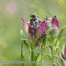 صورة Saussurea iodostegia Hance