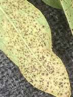 Image of Puccinia polygoni-amphibii Pers. 1801