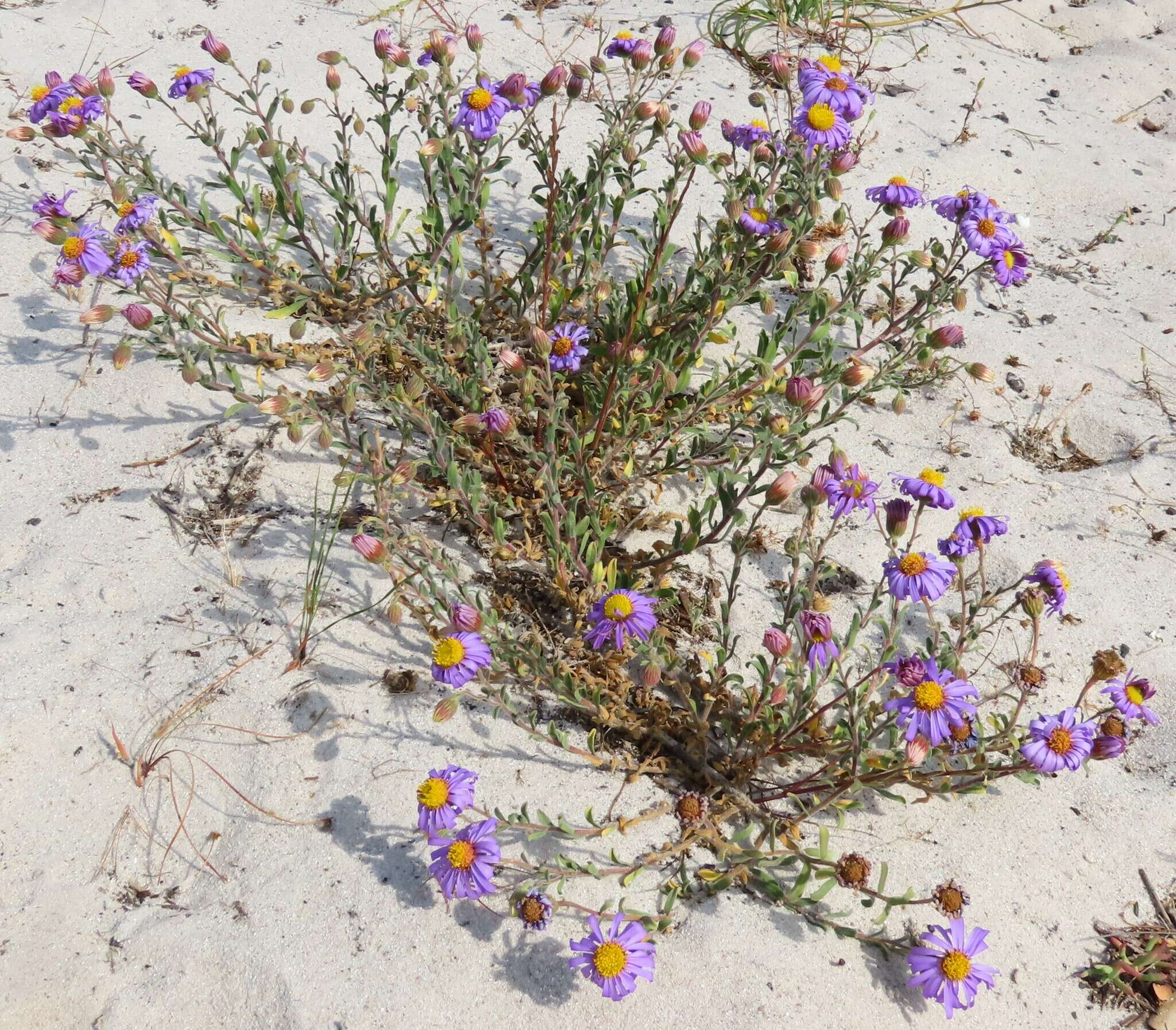 Image of Amellus asteroides (L.) Druce