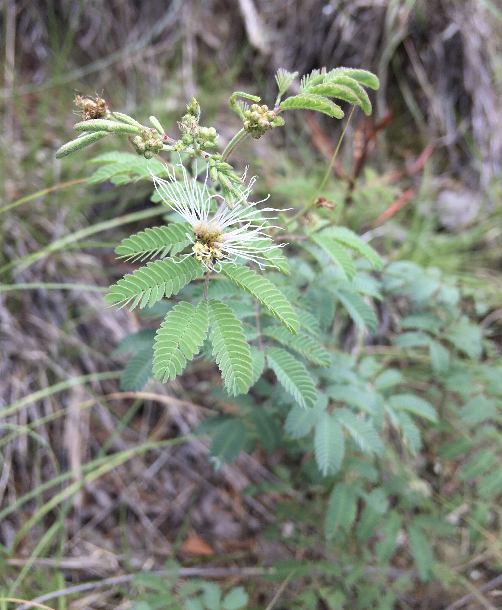 Desmanthus velutinus Scheele resmi