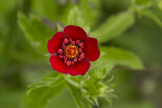 Image of ruby cinquefoil