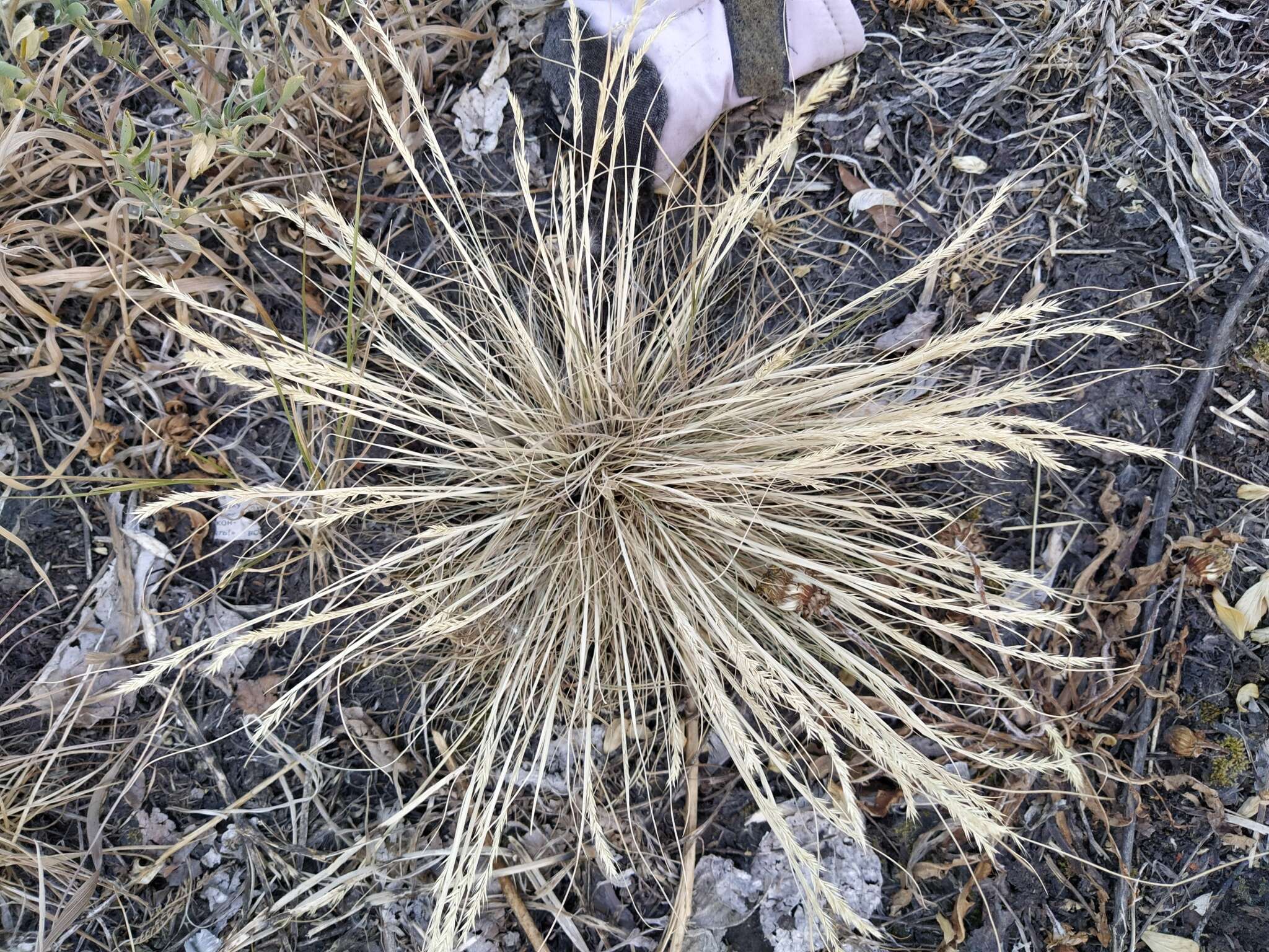 Image de Festuca pulchra Schur