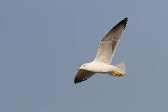 Image of Armenian Gull