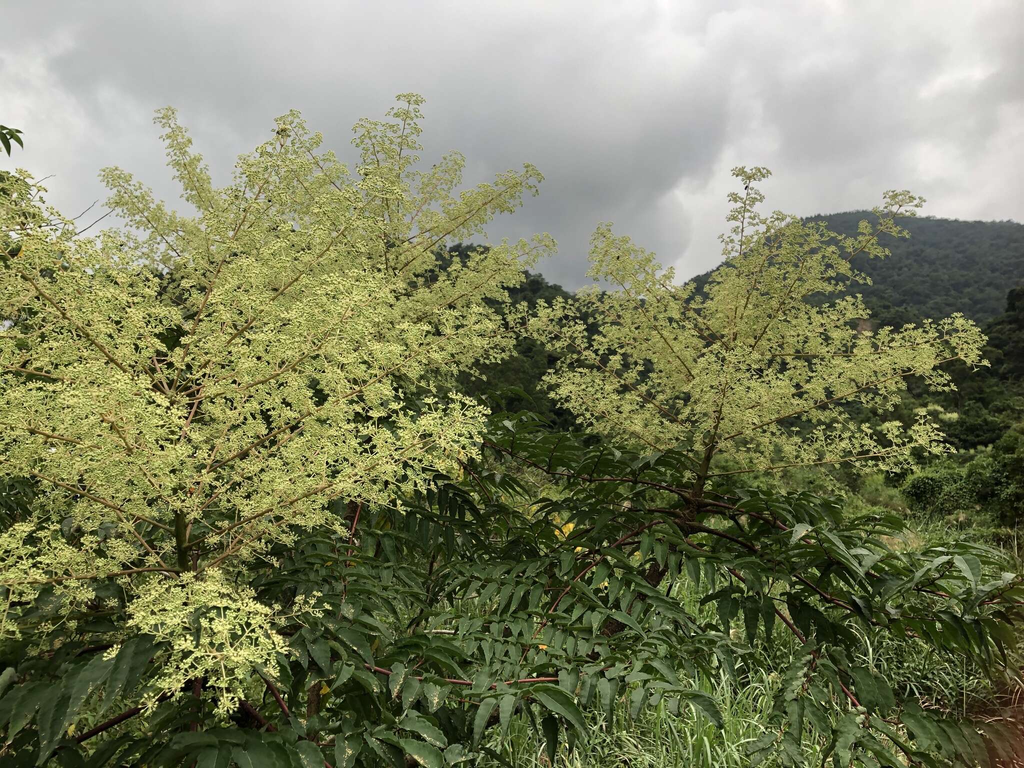 Image de Aralia bipinnata Blanco