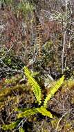 Image de Austroblechnum penna-marina subsp. penna-marina