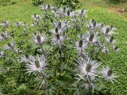 Imagem de Eryngium alpinum L.