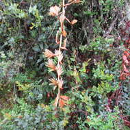 Image of Tillandsia denudata André