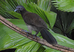 Image of Gray-headed Chachalaca