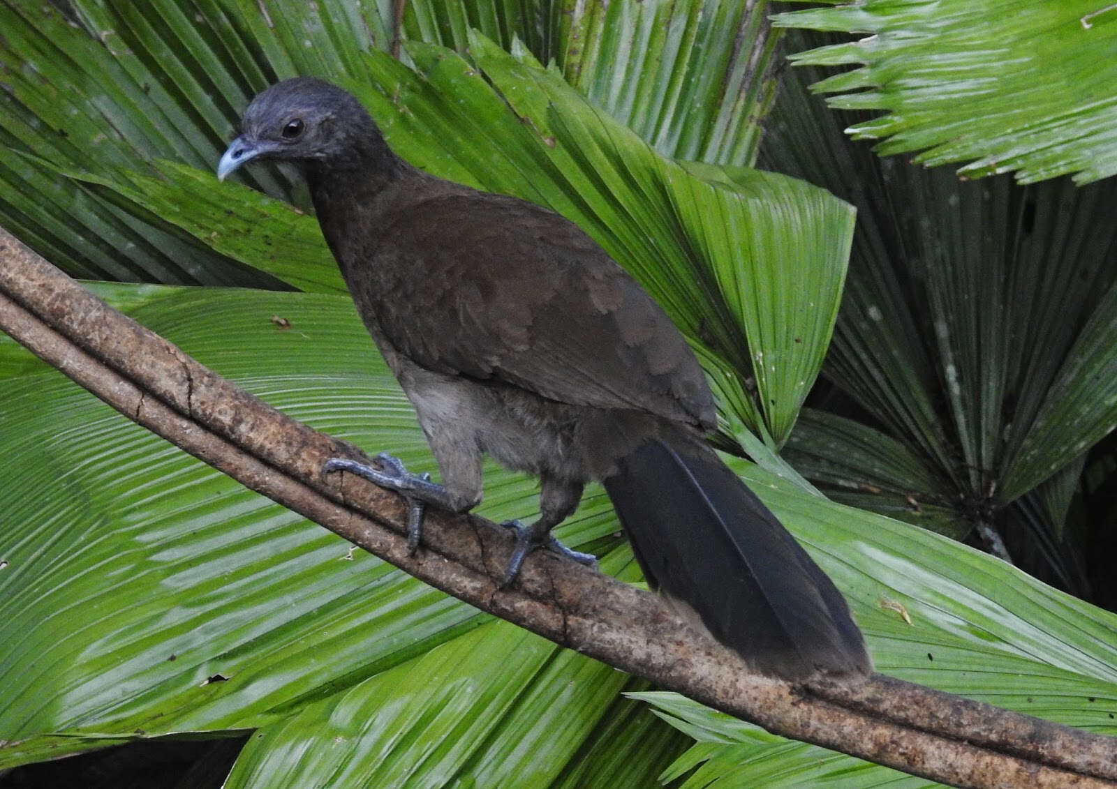 Image of Gray-headed Chachalaca