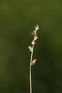 Image of prickly bog sedge