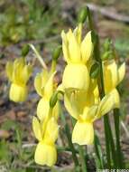 Image de Narcissus triandrus L.